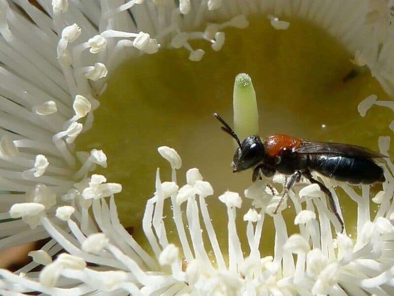 underground-bees-could-be-better-armed-for-global-warming